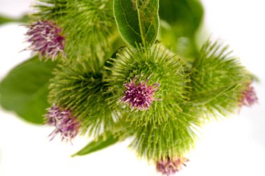 Burdock halk otçulları kurutulmuş dulavratotu diyabet ve kan arıtıcı bir madde olarak kabul ederler. Tohumlar lappa geleneksel Çin tıbbında niubangzi Çin adı altında kullanılır.