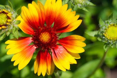 Ekinezya angustifolisi, Güney Dakota bölgesinde yaşayan yerli Amerikalıların soğuk algınlıklarını önlemek için Kuzey Amerika 'daki Kızılderililer tarafından yaygın olarak kullanılırdı.