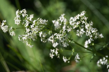 Yaz fotoğrafçılığı Güneşli bir gün Beyaz kır çiçekleri