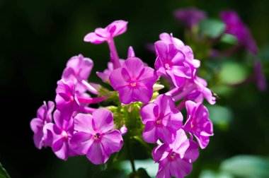Alyssum çiçekleri karakteristik olarak küçüktür ve terminal kümelerinde gruplandırılır; genellikle sarı ya da beyaz renklidir ama pembe ya da mor olabilir..