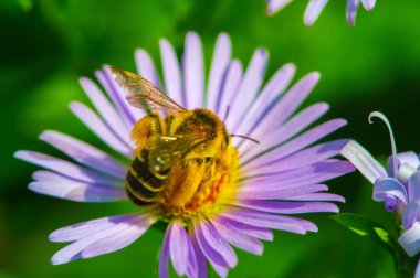 Aster ismi Yunanca 'da 