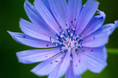 Blue cornflower 'ın ABD, Kanada, İngiltere ve Avustralya' daki popülaritesi o kadar yüksekti ki Corning Glass Works 'ün bir sembolü haline geldi..