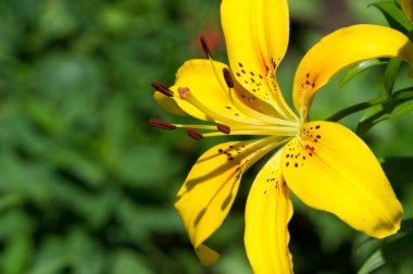 Zambak zambakları Lily - Çiçekler büyük, genellikle hoş kokulu ve beyaz, sarı, portakal, pembe, kırmızı ve mor gibi çok çeşitli renklerde sunulurlar. İşaretleme noktalar ve fırça darbelerini içerir.