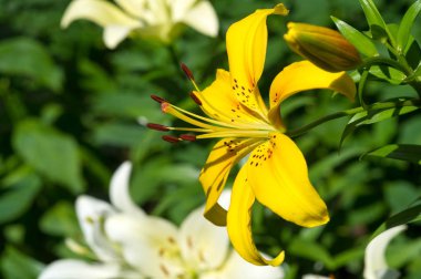 Zambak zambakları Lily - Çiçekler büyük, genellikle hoş kokulu ve beyaz, sarı, portakal, pembe, kırmızı ve mor gibi çok çeşitli renklerde sunulurlar. İşaretleme noktalar ve fırça darbelerini içerir.
