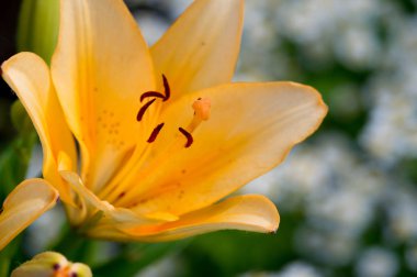 Zambak zambakları Lily - Çiçekler büyük, genellikle hoş kokulu ve beyaz, sarı, portakal, pembe, kırmızı ve mor gibi çok çeşitli renklerde sunulurlar. İşaretleme noktalar ve fırça darbelerini içerir.
