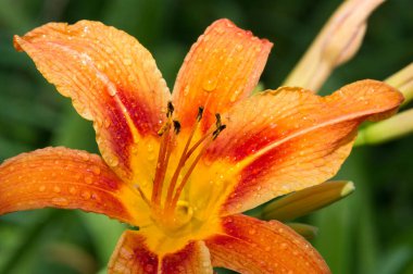 Zambak zambakları Lily - Çiçekler büyük, genellikle hoş kokulu ve beyaz, sarı, portakal, pembe, kırmızı ve mor gibi çok çeşitli renklerde sunulurlar. İşaretleme noktalar ve fırça darbelerini içerir.