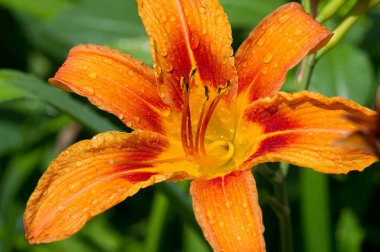 Zambak zambakları Lily - Çiçekler büyük, genellikle hoş kokulu ve beyaz, sarı, portakal, pembe, kırmızı ve mor gibi çok çeşitli renklerde sunulurlar. İşaretleme noktalar ve fırça darbelerini içerir.