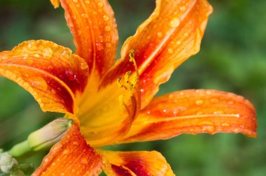 Zambak zambakları Lily - Çiçekler büyük, genellikle hoş kokulu ve beyaz, sarı, portakal, pembe, kırmızı ve mor gibi çok çeşitli renklerde sunulurlar. İşaretleme noktalar ve fırça darbelerini içerir.