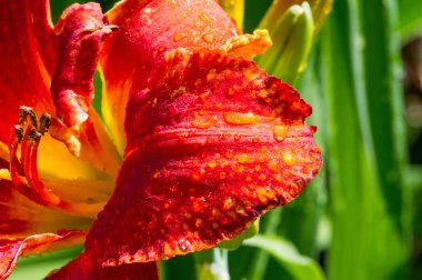 Zambak zambakları Lily - Çiçekler büyük, genellikle hoş kokulu ve beyaz, sarı, portakal, pembe, kırmızı ve mor gibi çok çeşitli renklerde sunulurlar. İşaretleme noktalar ve fırça darbelerini içerir.