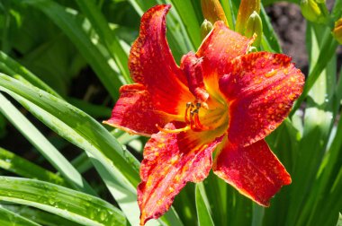 Zambak zambakları Lily - Çiçekler büyük, genellikle hoş kokulu ve beyaz, sarı, portakal, pembe, kırmızı ve mor gibi çok çeşitli renklerde sunulurlar. İşaretleme noktalar ve fırça darbelerini içerir.