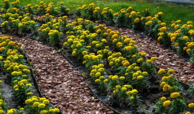 Çiçek düzenlemesi şehir sokaklarına renk getiriyor, çiçekli şehir yatakları, çevresel sorumluluk ve güzelleştirme toplumsal katılımla ve rekabet zorluğuyla.