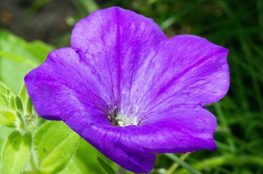 Petunya 'nın Güney Amerika kökenli çiçekleri aynı isimdeki popüler bir çiçek lakabını Tupi-Guaranix dilinden tütün anlamına gelen petun kelimesinden alan Fransızlardan aldı.
