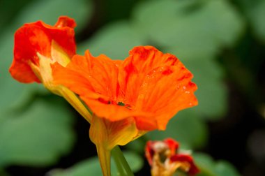 Güney ve Orta Amerika 'nın yerlisi Tropaeolum, nasturtium olarak da bilinir, çiçekler biseksüel ve elmacık kemiğindendir.,