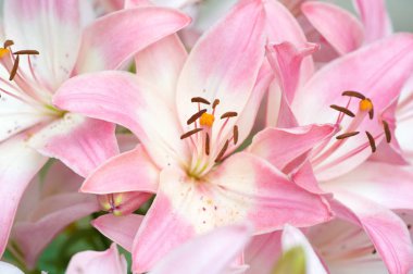 Zambak zambakları Lily - Çiçekler büyük, genellikle hoş kokulu ve beyaz, sarı, portakal, pembe, kırmızı ve mor gibi çok çeşitli renklerde sunulurlar. İşaretleme noktalar ve fırça darbelerini içerir.