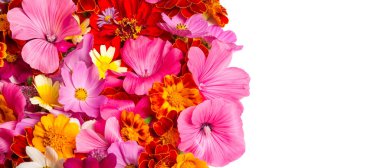 Parlak çeşitli renklerden bir kompozisyon, sarı çiçekler, sonbahar fotoğrafçılığı dekor için hoş bir kompozisyon çiçek lenme parlak renkli sonbahar buketi