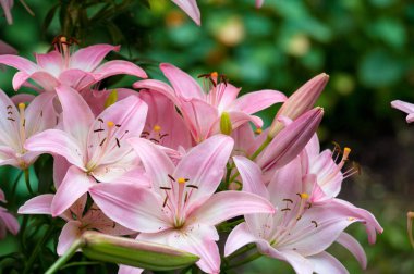 Zambak zambakları Lily - Çiçekler büyük, genellikle hoş kokulu ve beyaz, sarı, portakal, pembe, kırmızı ve mor gibi çok çeşitli renklerde sunulurlar. İşaretleme noktalar ve fırça darbelerini içerir.