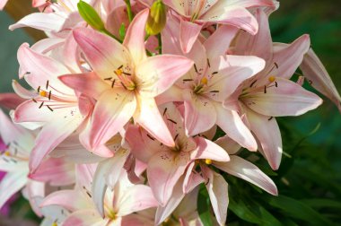 Zambak zambakları Lily - Çiçekler büyük, genellikle hoş kokulu ve beyaz, sarı, portakal, pembe, kırmızı ve mor gibi çok çeşitli renklerde sunulurlar. İşaretleme noktalar ve fırça darbelerini içerir.