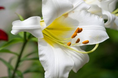 Zambak zambakları Lily - Çiçekler büyük, genellikle hoş kokulu ve beyaz, sarı, portakal, pembe, kırmızı ve mor gibi çok çeşitli renklerde sunulurlar. İşaretleme noktalar ve fırça darbelerini içerir.