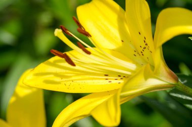 Zambak zambakları Lily - Çiçekler büyük, genellikle hoş kokulu ve beyaz, sarı, portakal, pembe, kırmızı ve mor gibi çok çeşitli renklerde sunulurlar. İşaretleme noktalar ve fırça darbelerini içerir.
