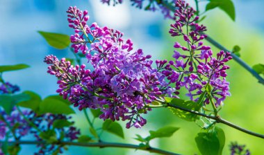 Zeytin familyasına ait ağaçlık alanlarda yetişen ve güneydoğu Avrupa 'dan doğu Asya' ya kadar ovalanan ve daha ılıman bölgelerde yaygın ve yaygın olarak yetiştirilen leylak yapraklı yapraklı şırınga türleri.
