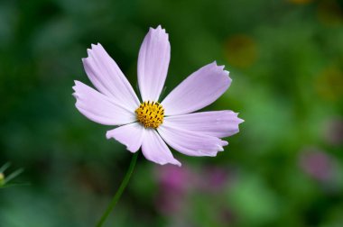 Kozmos, türlerin çoğunun oluştuğu Meksika 'da ve Amerika Birleşik Devletleri' nde Washington, Orta Amerika 'daki Olimpik Pennsula' ya kadar otlakların ve çayırların doğduğu yerdir.,