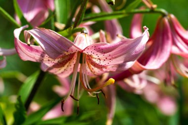 Zambak zambakları Lily - Çiçekler büyük, genellikle hoş kokulu ve beyaz, sarı, portakal, pembe, kırmızı ve mor gibi çok çeşitli renklerde sunulurlar. İşaretleme noktalar ve fırça darbelerini içerir.