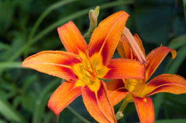 Zambak zambakları Lily - Çiçekler büyük, genellikle hoş kokulu ve beyaz, sarı, portakal, pembe, kırmızı ve mor gibi çok çeşitli renklerde sunulurlar. İşaretleme noktalar ve fırça darbelerini içerir.