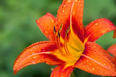 Zambak zambakları Lily - Çiçekler büyük, genellikle hoş kokulu ve beyaz, sarı, portakal, pembe, kırmızı ve mor gibi çok çeşitli renklerde sunulurlar. İşaretleme noktalar ve fırça darbelerini içerir.