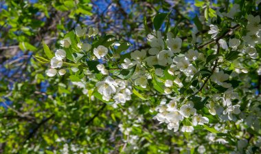 Elma Çiçekleri, Elma Çiçeği. Doğal yeşil arka planda gün ışığında. Ağaç beyazı baharda çiçek açar..