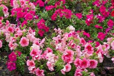 Petunia Mayalar ve İnkalar, petunyaların yeraltı canavarlarını ve ruhlarını kovalayabileceklerine inanırlardı. Çiçek tarlaları sihirli içecekler için bir araya toplanmıştı..