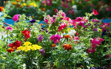 Bir buket çiçek. Çekici bir şekilde düzenlenmiş bir demet çiçek, özellikle bir hediye olarak sunulan ya da bir törende taşınan. burun, lezzet 