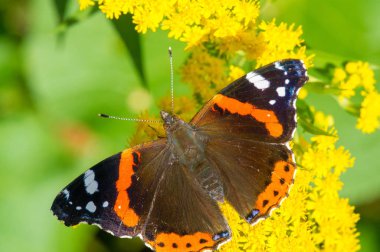 Solidago, yaygın olarak altın tozu olarak bilinir, geleneksel bir böbrek toniğinde, iltihabı önlemek için bitkisel ilaç uzmanları tarafından kullanılır. Kelebek Vanessa Atalanta, Kızıl Amiral.