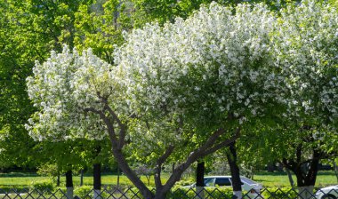 Elma Çiçekleri, Elma Çiçeği. Doğal yeşil arka planda gün ışığında. Ağaç beyazı baharda çiçek açar..