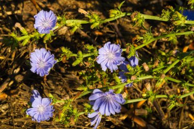 Blue cornflower 'ın ABD, Kanada, İngiltere ve Avustralya' daki popülaritesi o kadar yüksekti ki Corning Glass Works 'ün bir sembolü haline geldi..