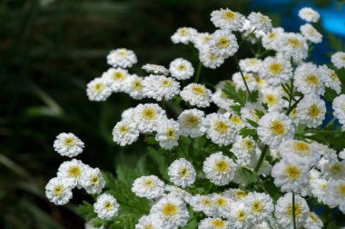 Achillea Ptarmica, hapşırık otu, hapşırık otu, piç pellituar, Avrupa pellituvarı, Fransa 'nın güzel nedimesi, kaz dili, vahşi sarmaşık, Kuzey Amerika' nın dağınık bölgelerinde vatandaşlığa alınmıştır.
