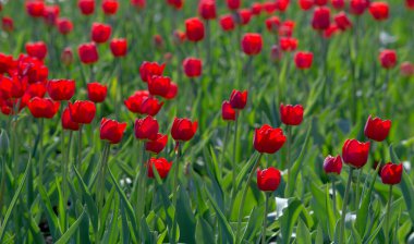 Laleler Tulipa, saklama organı olarak ampullere sahip, bahar çiçekleri açan, uzun ömürlü bir bitki cinsidir. gösterişli ve parlak renkli, genellikle kırmızı, pembe, sarı ya da beyaz