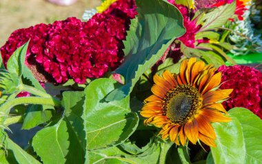 Bir buket çiçek. Çekici bir şekilde düzenlenmiş bir demet çiçek, özellikle bir hediye olarak sunulan ya da bir törende taşınan. burun, lezzet