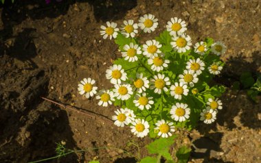 Papatya çiçekleri. papatya, papatya tekerleği, papatya zinciri, papatya. Çiçekler gibi beyaz ve sarı papatya ile aromatik bir Avrupa bitki,.