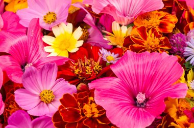 Parlak çeşitli renklerden bir kompozisyon, sarı çiçekler, sonbahar fotoğrafçılığı dekor için hoş bir kompozisyon çiçek lenme parlak renkli sonbahar buketi