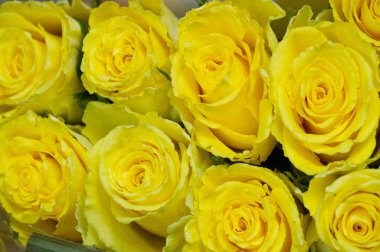 güller çiçekler. Güzel büyük kokulu çiçekler ve genellikle dikenler ile kaplı bir sap ile bir bitki. genellikle kırmızı, pembe, sarı veya beyaz kokulu çiçekler taşıyan dikenli çalı veya çalı