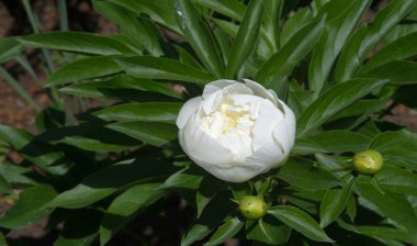 Şakayıklar, gösterişli çiçekleri için uzun zamandır yetiştirilen kuzey ılıman bölgelerin bitkisel veya çalısı bitkileridir..