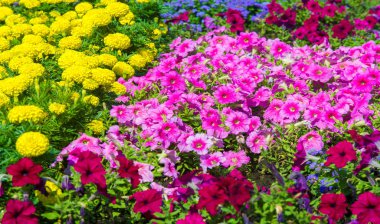 Çiçek düzenlemesi şehir sokaklarına renk getiriyor, çiçekli şehir yatakları, çevresel sorumluluk ve güzelleştirme toplumsal katılımla ve rekabet zorluğuyla.