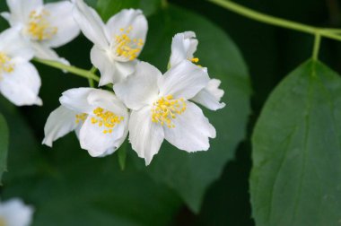 Çiçeklerine istinaden sahte turuncu olarak adlandırılırlar. Yabani türlerde portakal ve limonlara benzerler. İlk bakışta portakal, çiçek ve yasemin yaseminlerine benzerler.