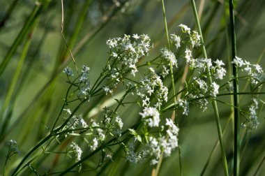 Yaz fotoğrafçılığı Güneşli bir gün Beyaz kır çiçekleri