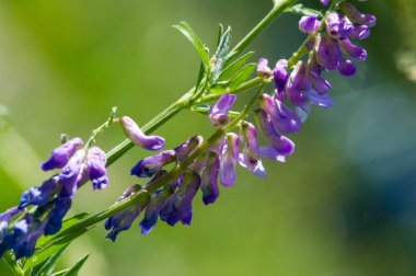Tatlı bezelye kokulu, İtalya 'nın güneyinde ve Ege Denizi adalarında yaşayan, Sicilya' nın yerlisi Fabaceae leguminous familyasına ait bir çiçek bitkisidir..