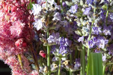 Yabani çiçekler - tarla, çayır, bozkır, mavi, taç içinde toplanmış çanlar.