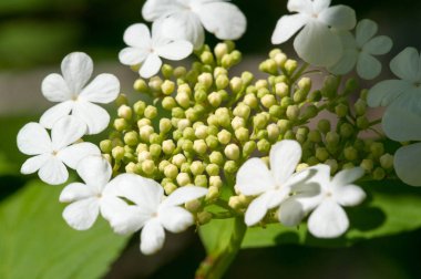 Kalina flowers. Viburnum opulus In Russia the Viburnum fruit is called kalina (viburnum) and is considered a national symbol. Kalina derived from kalit 'or raskalyat', which means 