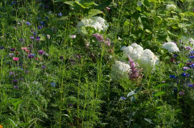 Kozmos, türlerin çoğunun oluştuğu Meksika 'da ve Amerika Birleşik Devletleri' nde Washington, Orta Amerika 'daki Olimpik Pennsula' ya kadar otlakların ve çayırların doğduğu yerdir.,