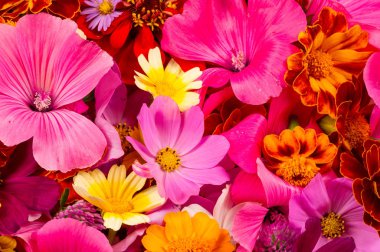 Parlak çeşitli renklerden bir kompozisyon, sarı çiçekler, sonbahar fotoğrafçılığı dekor için hoş bir kompozisyon çiçek lenme parlak renkli sonbahar buketi