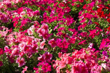 Petunia Mayalar ve İnkalar, petunyaların yeraltı canavarlarını ve ruhlarını kovalayabileceklerine inanırlardı. Çiçek tarlaları sihirli içecekler için bir araya toplanmıştı..